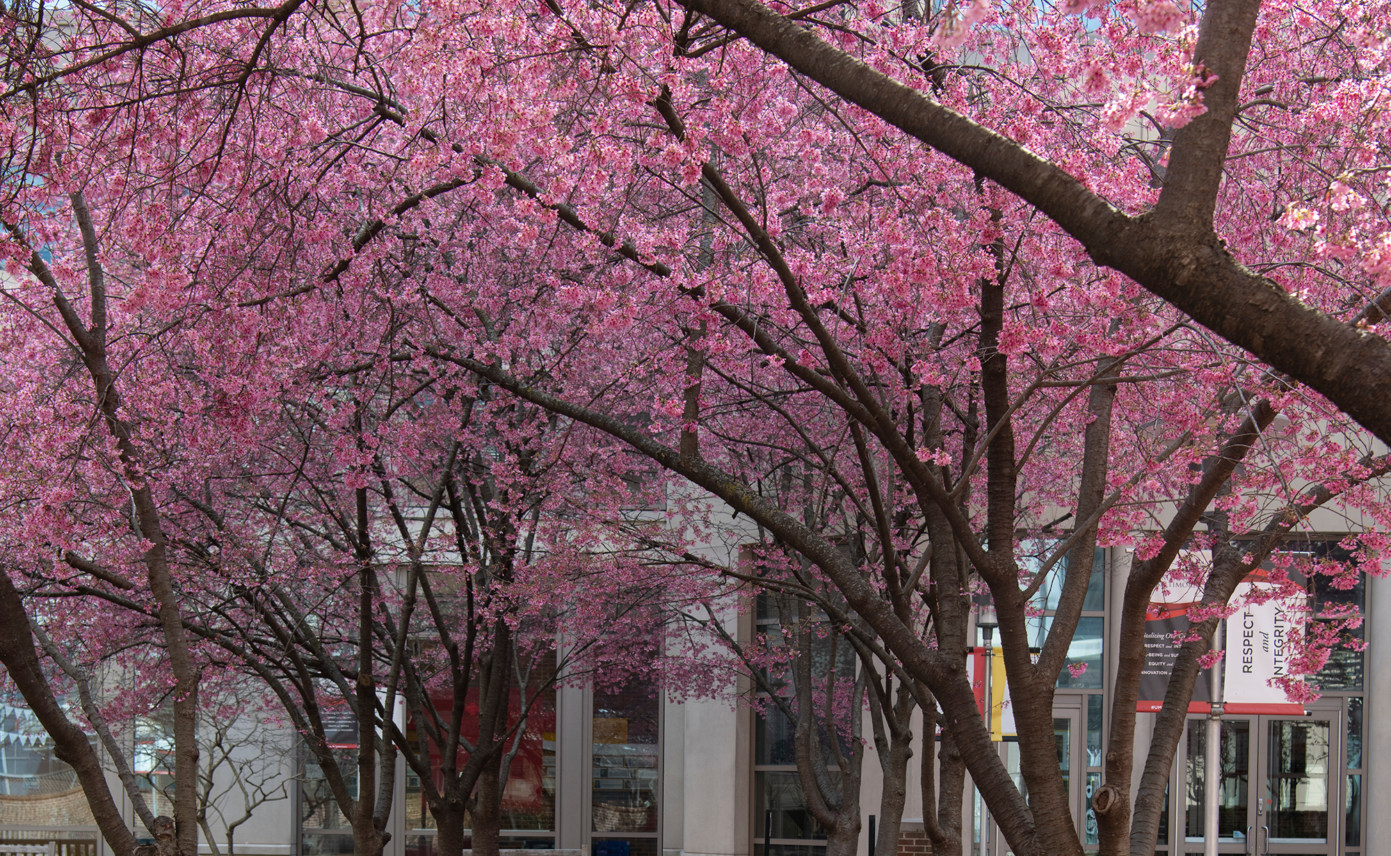 Cherry Blossoms
