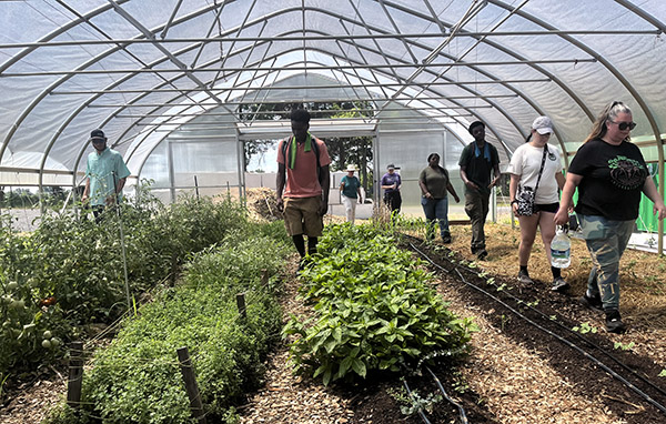 adults walk through a high-tunnel garden with leafy plants in rows