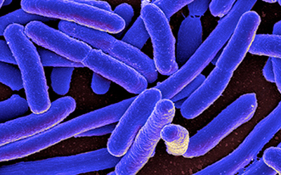 Microscope image of E. coli colorized blue