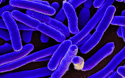 Microscope image of E. coli colorized blue