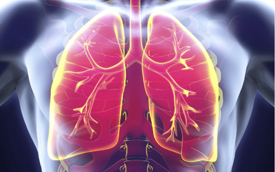 Lungs shown inside the body