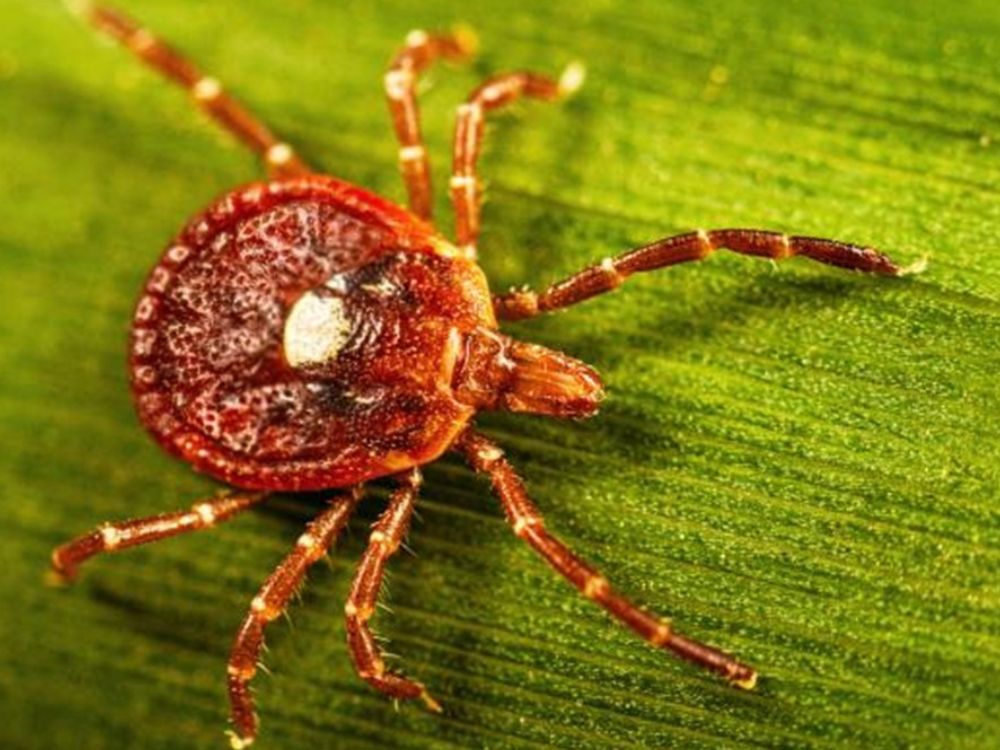 Lonestar Tick